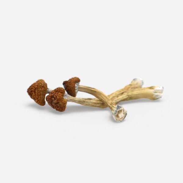 Big Mex Magic Mushrooms | Potent Psilocybin Cubensis | Exotic Despensary