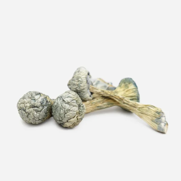 Dried Albino Treasure Coast Magic Mushrooms with white stems and caps