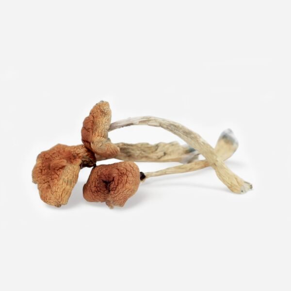 Fresh Malabar Magic Mushrooms for sale near me